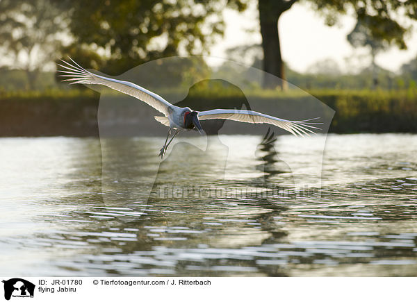 flying Jabiru / JR-01780