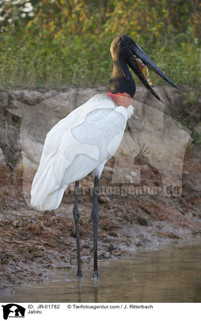 Jabiru / Jabiru / JR-01782