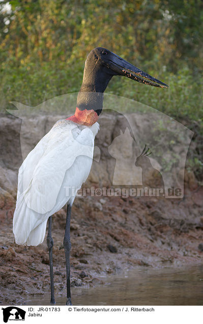 Jabiru / Jabiru / JR-01783