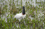 Jabiru