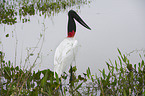 Jabiru