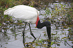 Jabiru