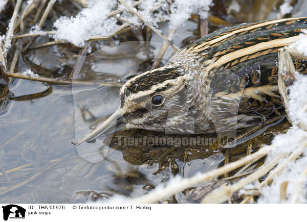 Zwergschnepfe / jack snipe / THA-05976