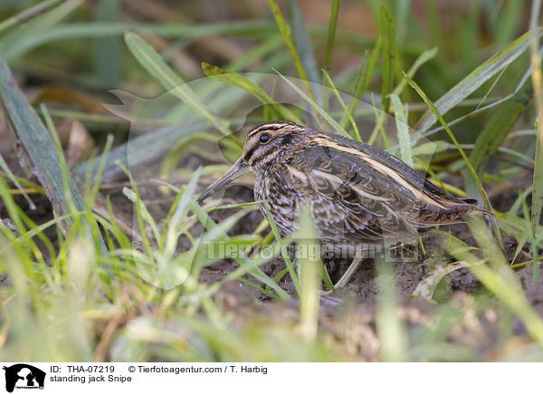 stehende Zwergschnepfe / standing jack Snipe / THA-07219