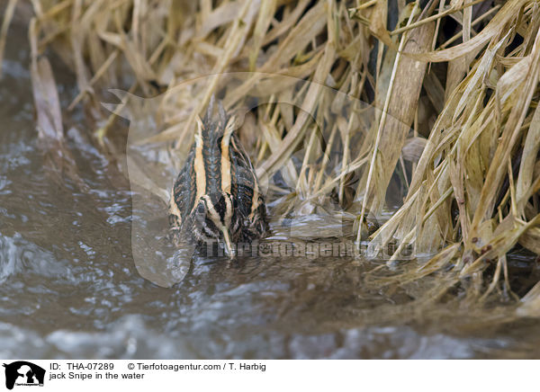 jack Snipe in the water / THA-07289