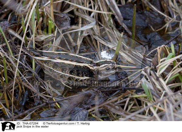 jack Snipe in the water / THA-07294