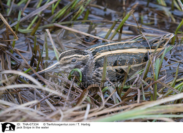 jack Snipe in the water / THA-07334