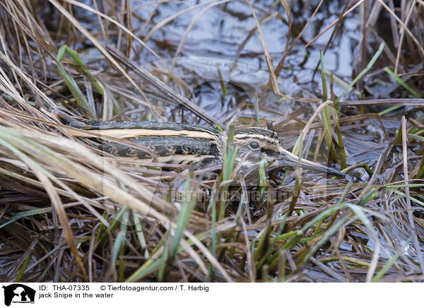 jack Snipe in the water / THA-07335