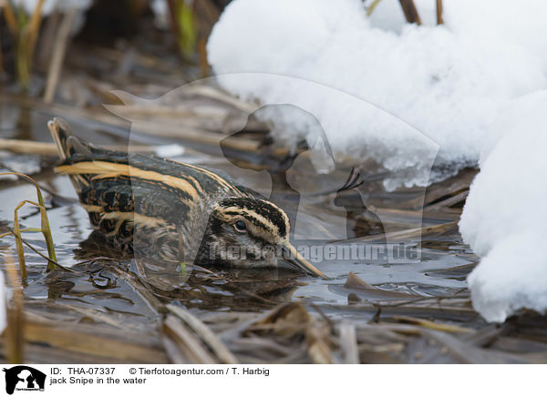 jack Snipe in the water / THA-07337