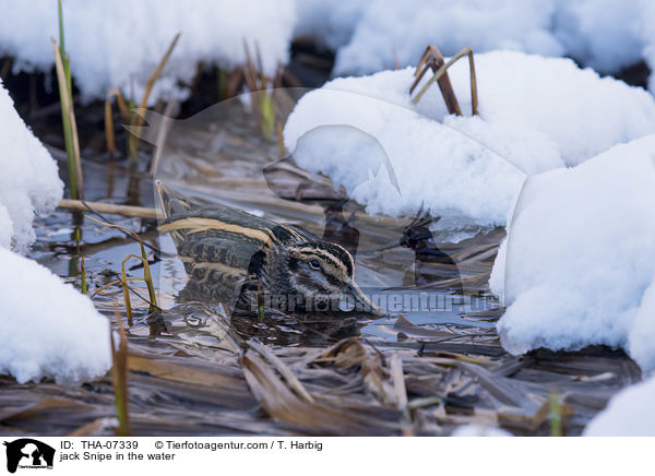 jack Snipe in the water / THA-07339