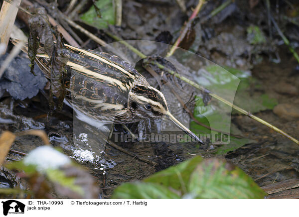 Zwergschnepfe / jack snipe / THA-10998