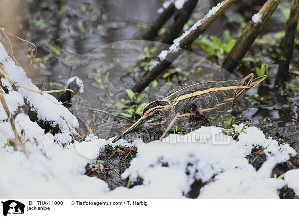 Zwergschnepfe / jack snipe / THA-11000