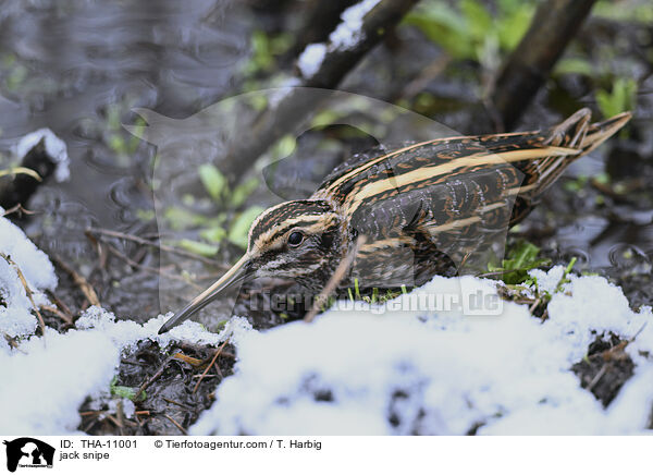 Zwergschnepfe / jack snipe / THA-11001