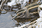 jack snipe