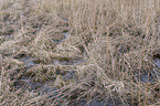 jack Snipe in the water