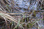 jack Snipe in the water