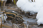 jack Snipe in the water