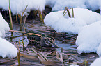jack Snipe in the water