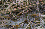 jack Snipe in the water