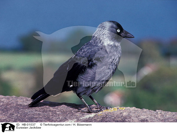 Eurasian Jackdaw / HB-01037