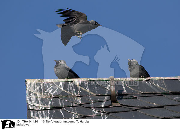 Dohlen / jackdaws / THA-01426