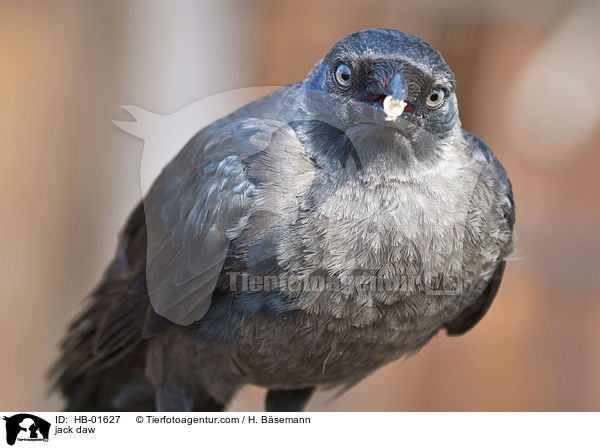 Dohle / jack daw / HB-01627
