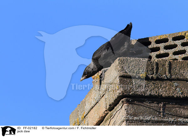 jack daw / FF-02182