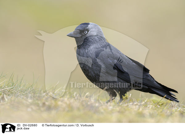 Dohle / jack daw / DV-02680