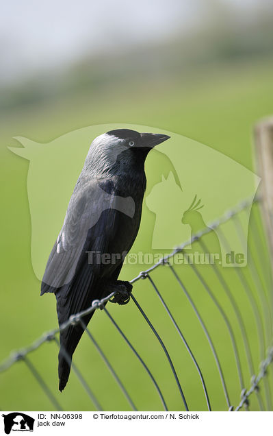 Dohle / jack daw / NN-06398