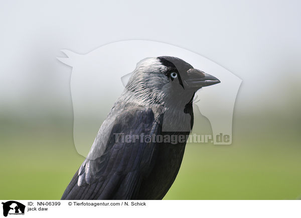 Dohle / jack daw / NN-06399