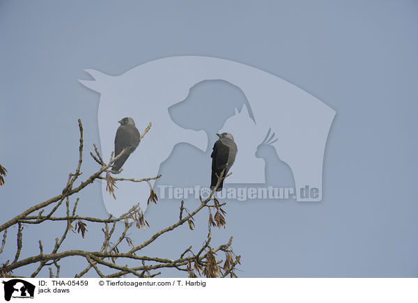jack daws / THA-05459