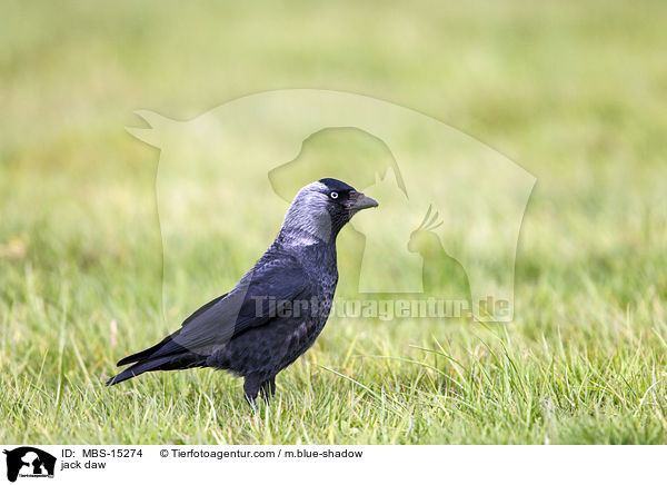 Dohle / jack daw / MBS-15274