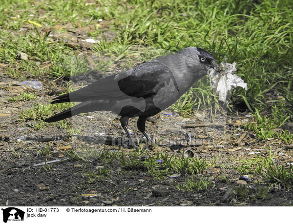 Dohle / jack daw / HB-01773