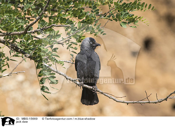 jack daw / MBS-15669