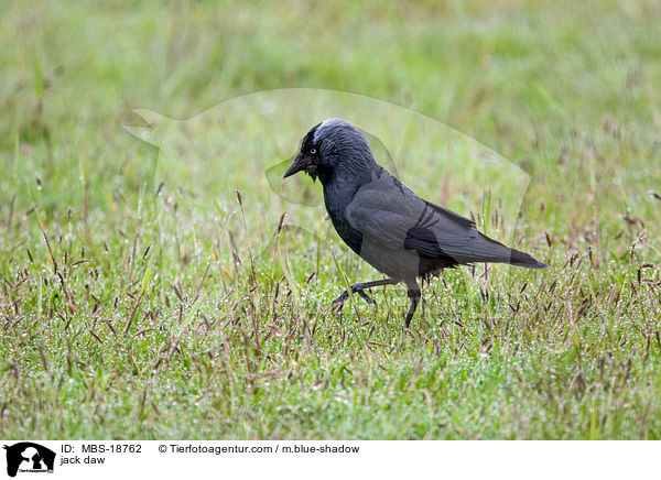 jack daw / MBS-18762