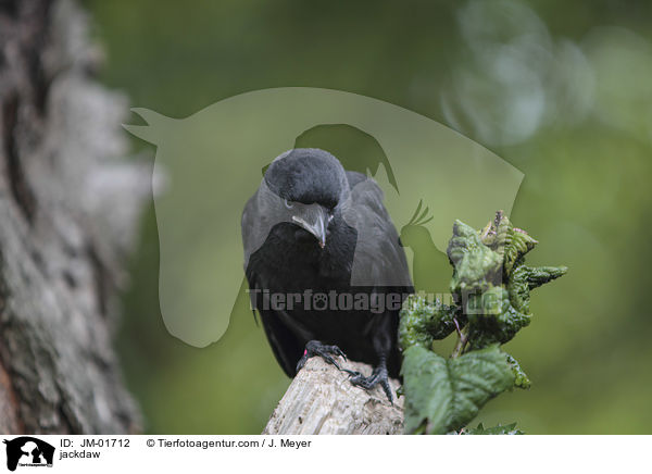 Dohle / jackdaw / JM-01712