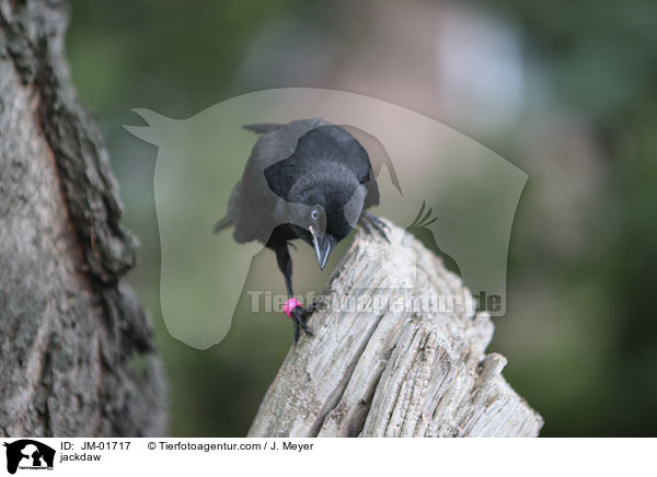 Dohle / jackdaw / JM-01717