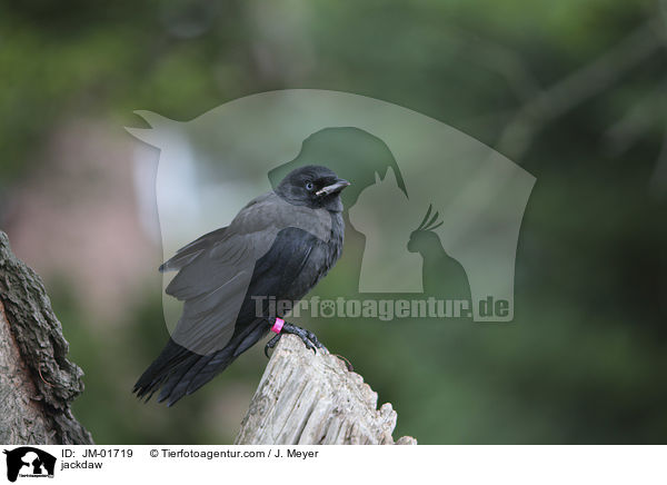 Dohle / jackdaw / JM-01719