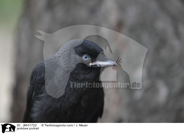 jackdaw portrait / JM-01722