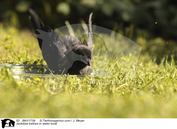 Jackdaw bathes in water bowl / JM-01738