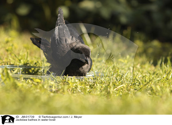 Jackdaw bathes in water bowl / JM-01739