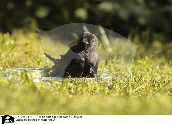 Jackdaw bathes in water bowl / JM-01742