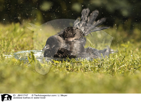 Jackdaw bathes in water bowl / JM-01747