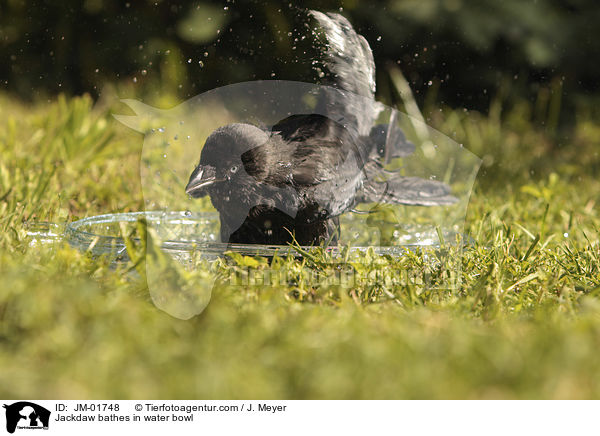 Jackdaw bathes in water bowl / JM-01748