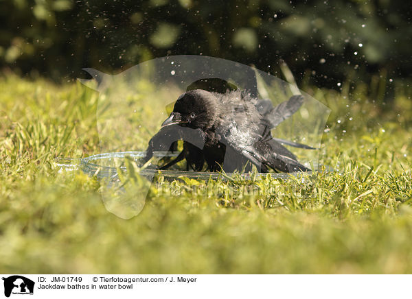 Jackdaw bathes in water bowl / JM-01749