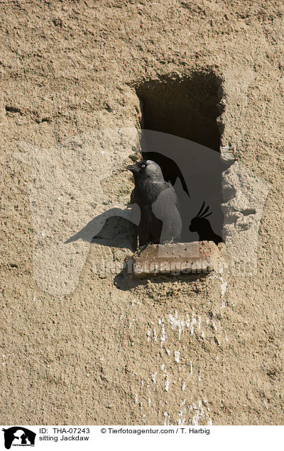 sitzende Dohle / sitting Jackdaw / THA-07243