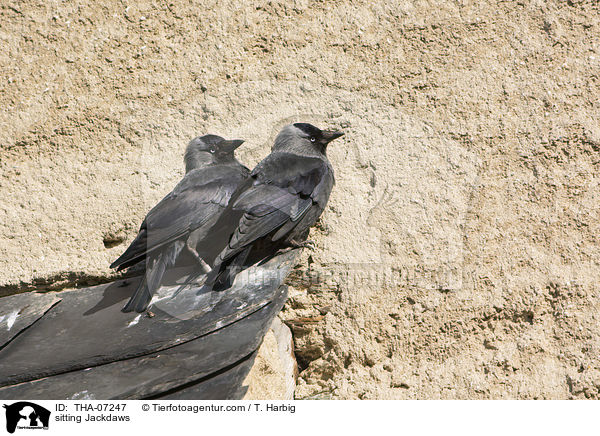 sitting Jackdaws / THA-07247