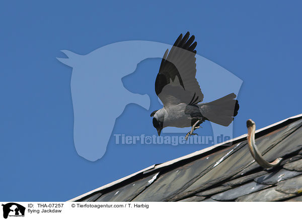 fliegende Dohle / flying Jackdaw / THA-07257