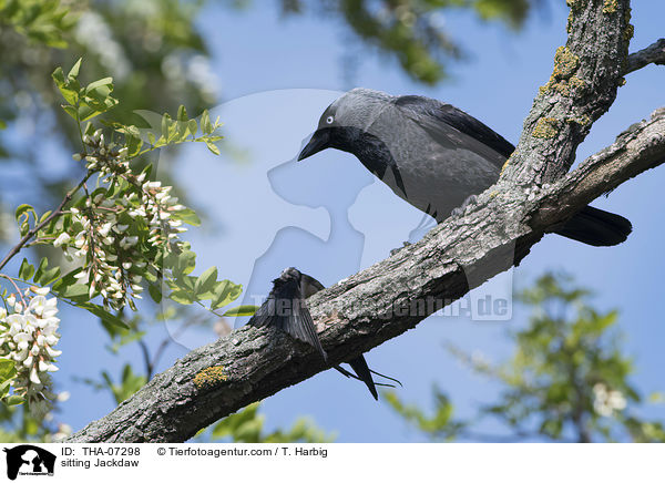 sitting Jackdaw / THA-07298