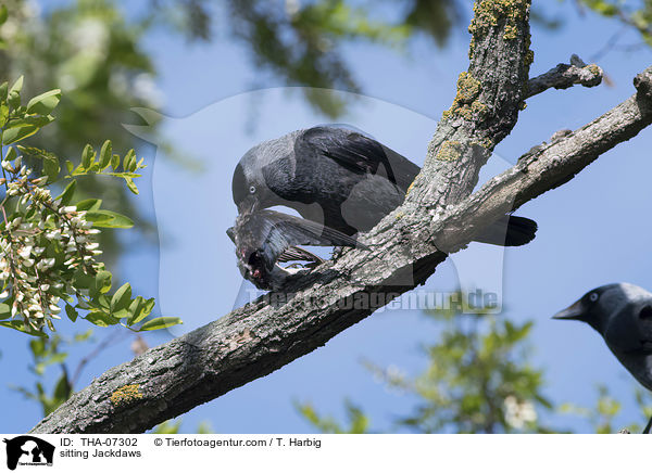 sitzende Dohlen / sitting Jackdaws / THA-07302